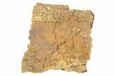 Dinosaur Bone Section - Wyoming #292564-1